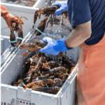 Comprehensive Seafood Hazards: Vibrio Risks and Integrated Health Protection in Coastal Communities