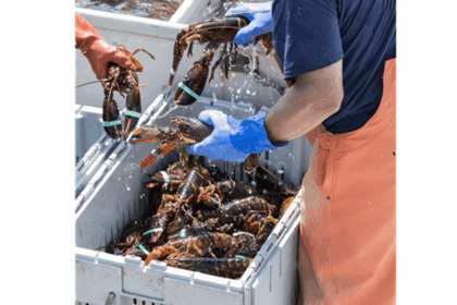 Comprehensive Seafood Hazards: Vibrio Risks and Integrated Health Protection in Coastal Communities