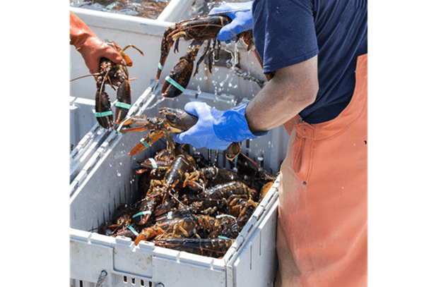 Comprehensive Seafood Hazards: Vibrio Risks and Integrated Health Protection in Coastal Communities