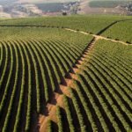 Environmental Factor - December 2024: Brazil coffee worker study examines fungicide effects, tests predictive tools