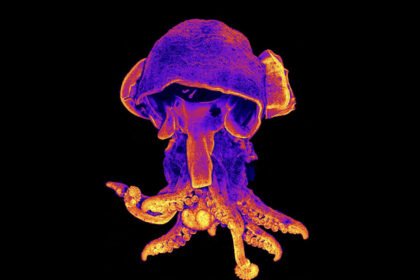 Environmental Factor - January 2025: Science as art, fellows capture NIEHS research in vibrant images