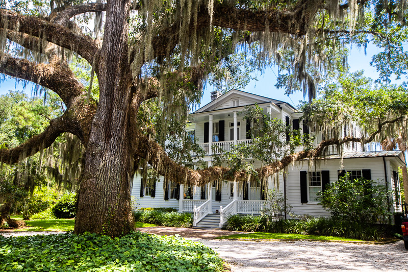 historic southern home under huge live oak tree Old Point Neighborhood,
