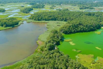 Environmental Factor - August 2024: New film series educates community about harmful algal blooms