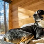 Gatlinburg With Your Dog: A First-Timer's Travel Guide To The Smoky Mountains
