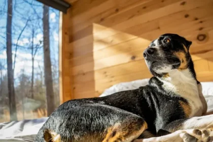 Gatlinburg With Your Dog: A First-Timer's Travel Guide To The Smoky Mountains