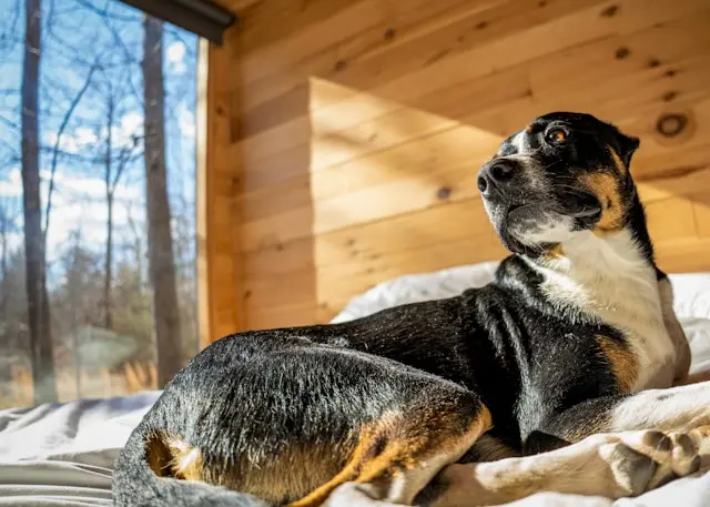 Gatlinburg With Your Dog: A First-Timer's Travel Guide To The Smoky Mountains