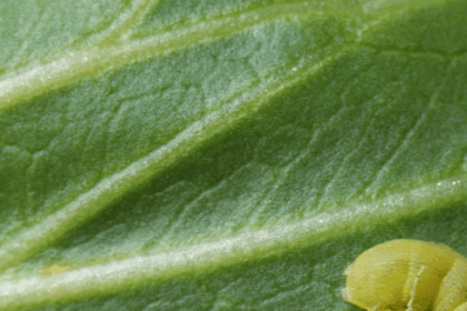How to Get Rid of Cabbage Worms Naturally