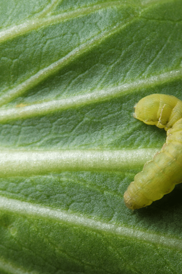 How to Get Rid of Cabbage Worms Naturally