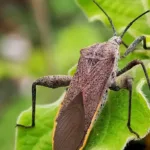 How to Get Rid of Squash Bugs Naturally