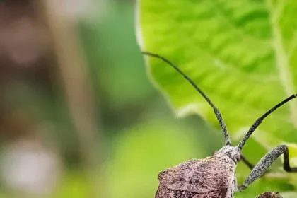 How to Get Rid of Squash Bugs Naturally