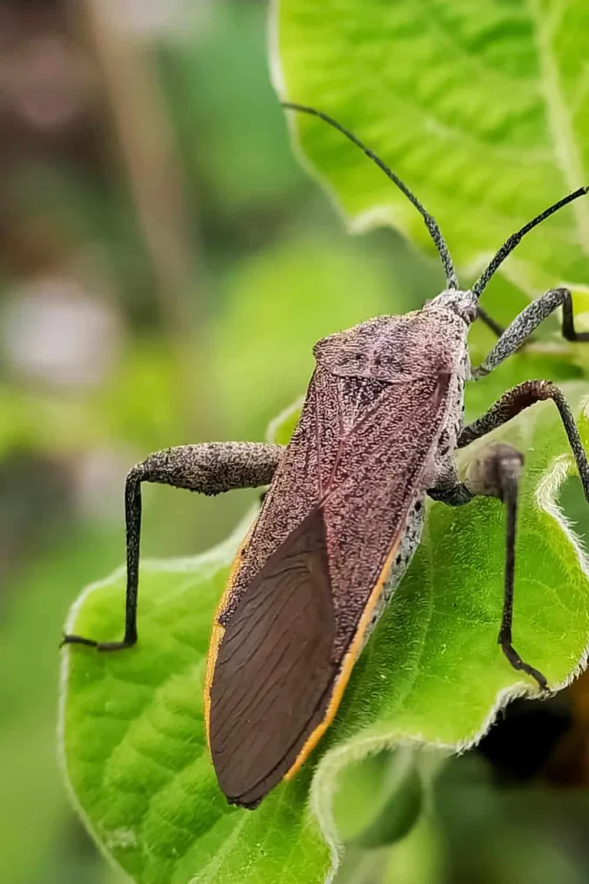 How to Get Rid of Squash Bugs Naturally