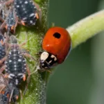 ladybug eating aphids on a plant