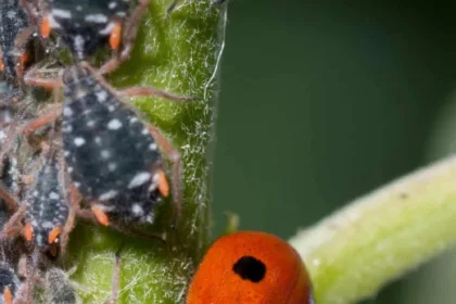 ladybug eating aphids on a plant