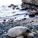 10 Spots You're GUARANTEED to Find Sea Turtles on Oahu