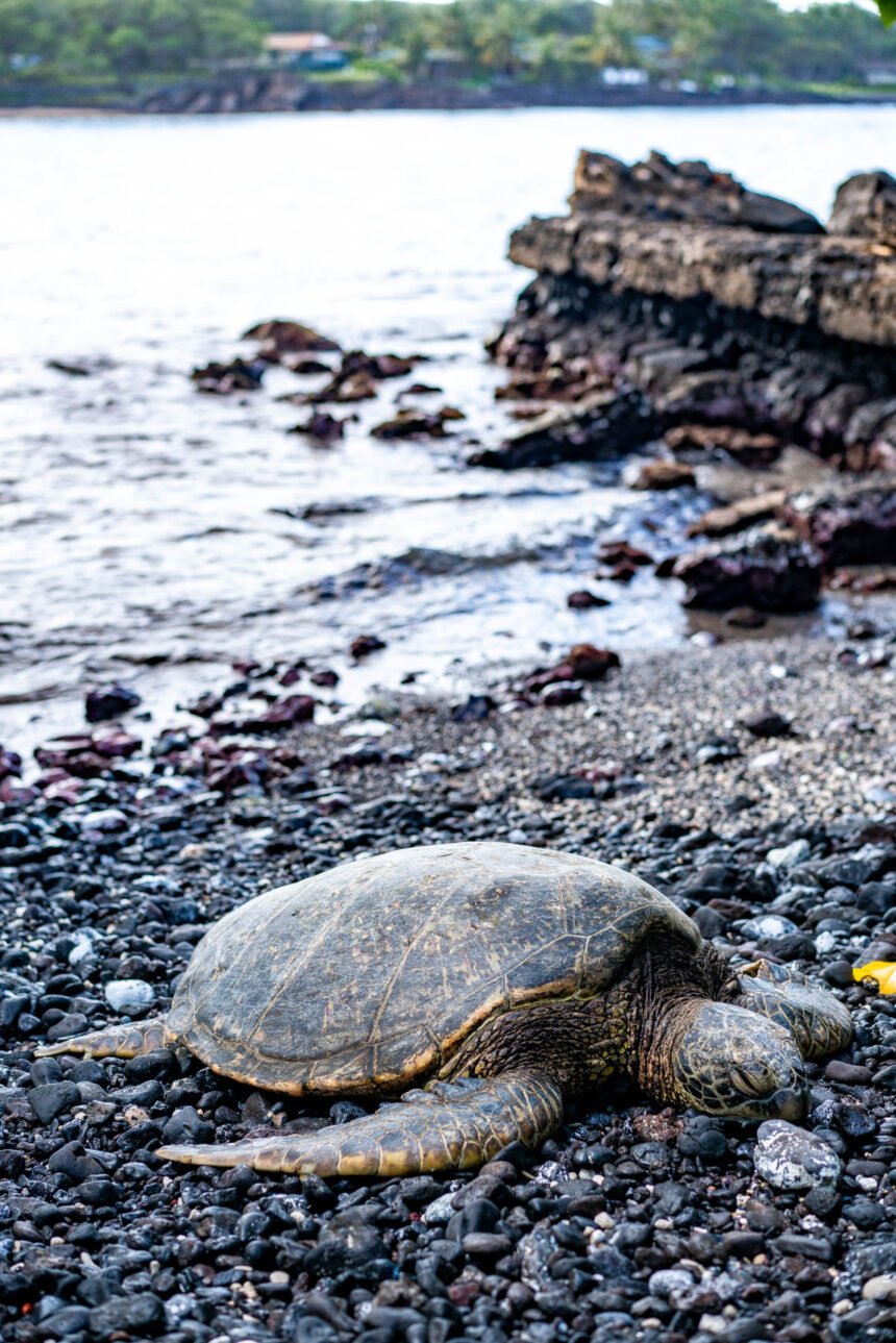 10 Spots You're GUARANTEED to Find Sea Turtles on Oahu