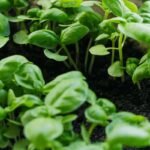 10 Types of Basil Plants (Guide to Different Variations)