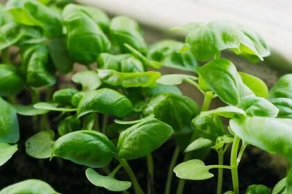 10 Types of Basil Plants (Guide to Different Variations)