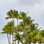 A Very Helpful Guide to Visiting Honolulu (+ Fun Things to Do)