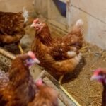 Best Chicken Coop Camera in 2023 (Reviews and Comparison)