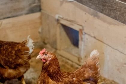 Best Chicken Coop Camera in 2023 (Reviews and Comparison)