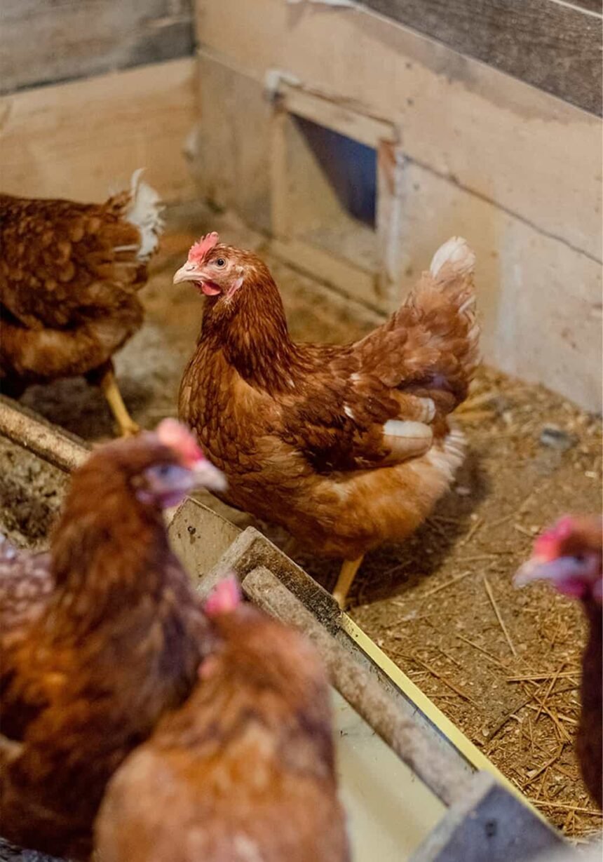 Best Chicken Coop Camera in 2023 (Reviews and Comparison)