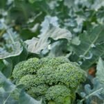 broccoli in a garden