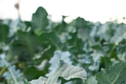 broccoli in a garden