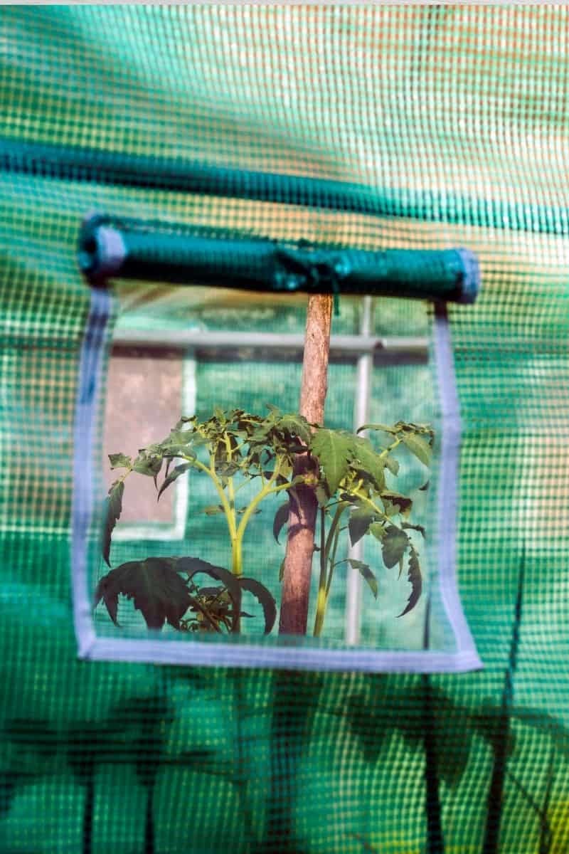 Best Grow Tent in 2022 (Reviews and Comparison)