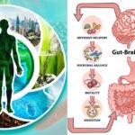 Environmental Factor - July 2025: Environment’s role in gut-brain axis explored at Council