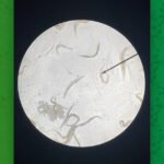 Environmental Factor - June 2025: Glowing worms: A hands-on lesson in heavy metal toxicity