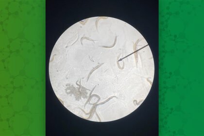 Environmental Factor - June 2025: Glowing worms: A hands-on lesson in heavy metal toxicity