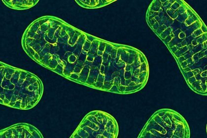 Environmental Factor - June 2025: Supercharged mitochondria can shape gene activity