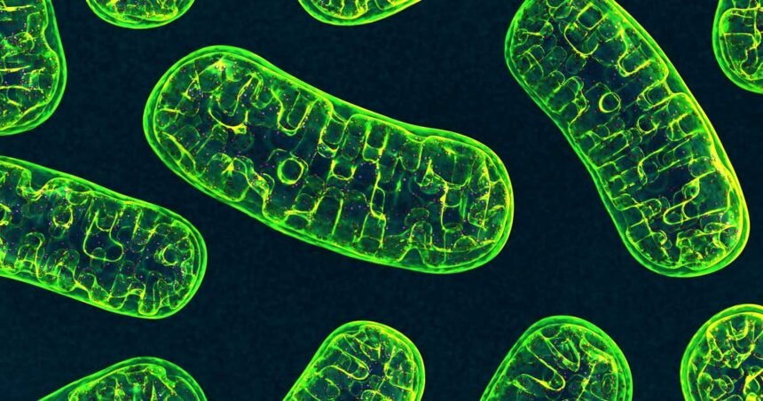 Environmental Factor - June 2025: Supercharged mitochondria can shape gene activity