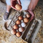 How Long Do Farm Fresh Eggs Last
