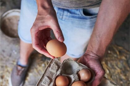 How Long Do Farm Fresh Eggs Last