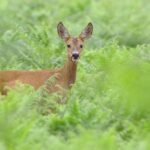 How To Keep Deer Out Of Garden Naturally and It Work!