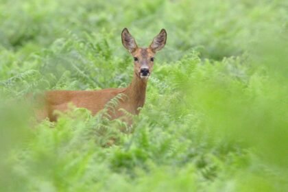 How To Keep Deer Out Of Garden Naturally and It Work!