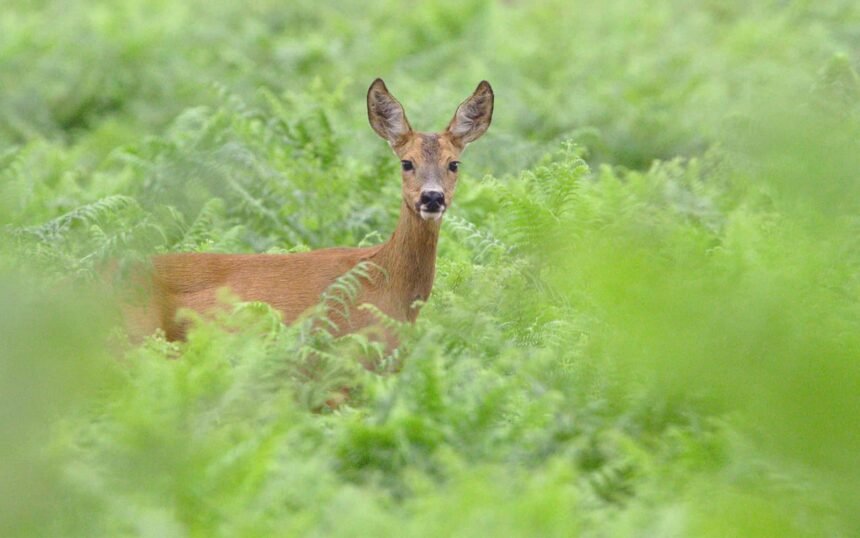 How To Keep Deer Out Of Garden Naturally and It Work!