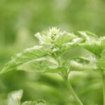 basil flowering