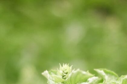 basil flowering