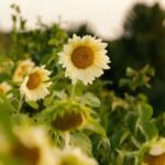 white light sunflowers growing together