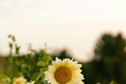 white light sunflowers growing together