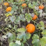 When To Plant Pumpkins In Time For Halloween