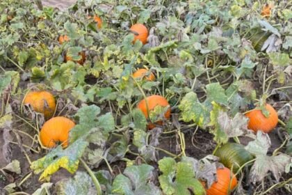 When To Plant Pumpkins In Time For Halloween