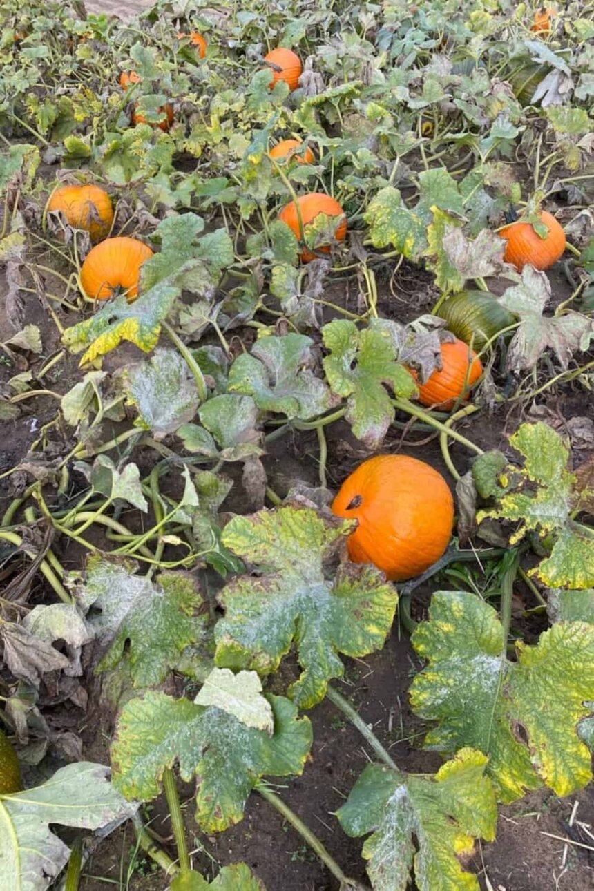 When To Plant Pumpkins In Time For Halloween