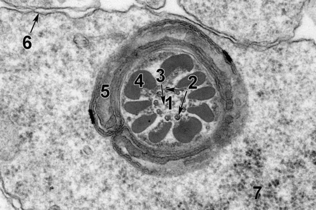 Environmental Factor - May 2025: First-of-its-kind atlas offers detailed look at rodent cells