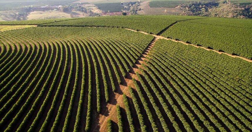 Environmental Factor - December 2024: Brazil coffee worker study examines fungicide effects, tests predictive tools