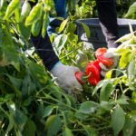 They Harvest the Nation’s Food, but a New Rule May Strip Them of Health Insurance